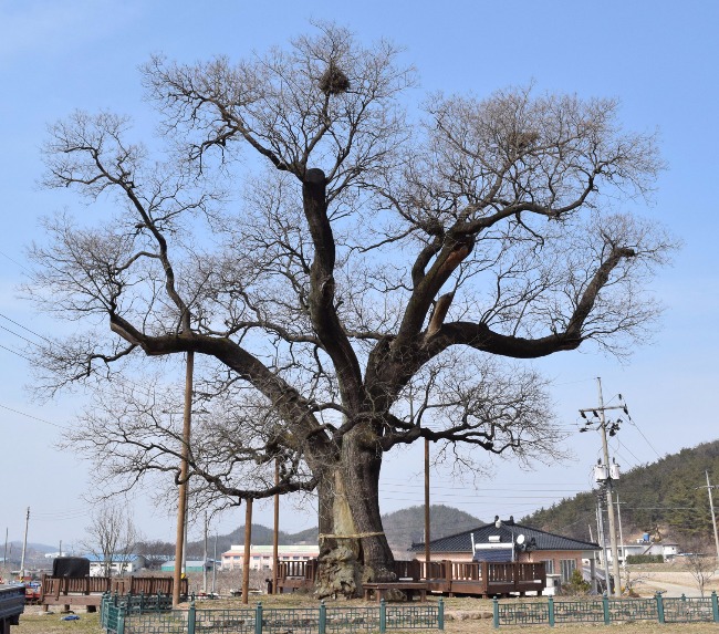 큰나무 이미지