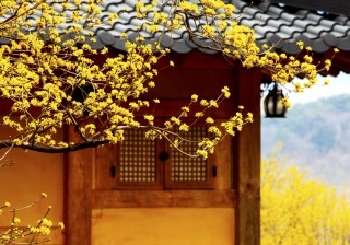 조선기와 이미지