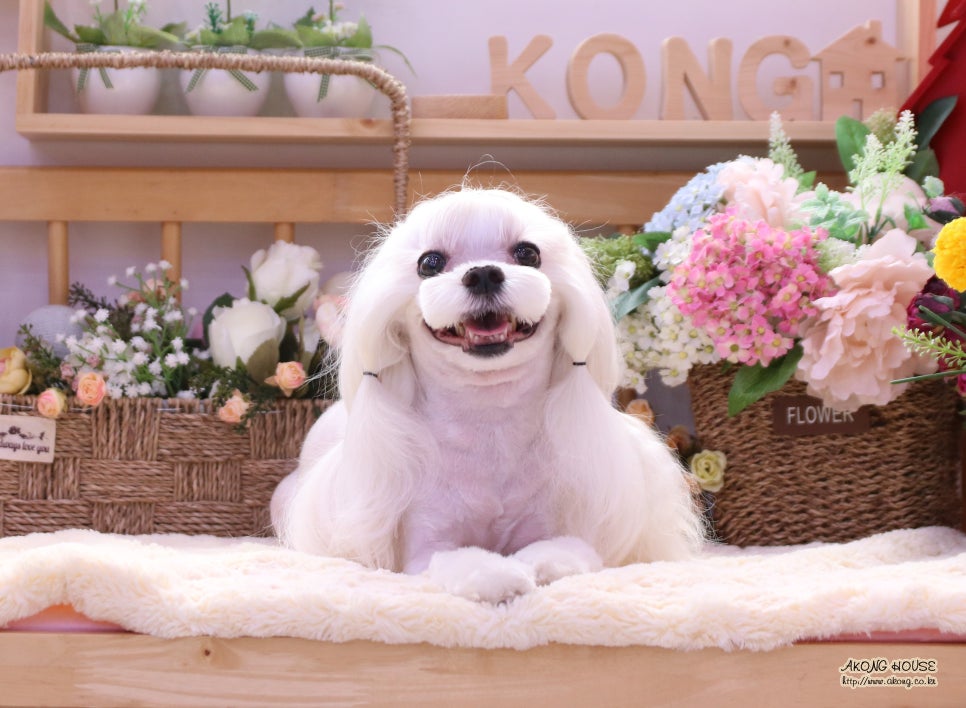 꼬지하우스 이미지