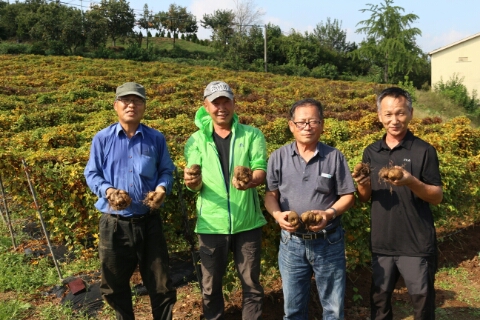 칠갑산둥근마 이미지