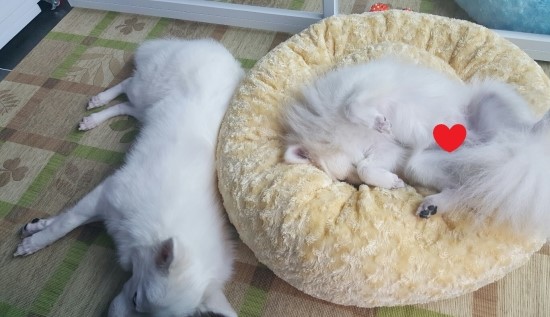 오미룸 이미지