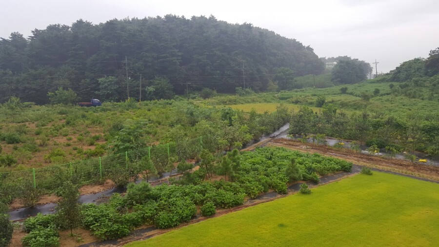 설악산아로니아 이미지