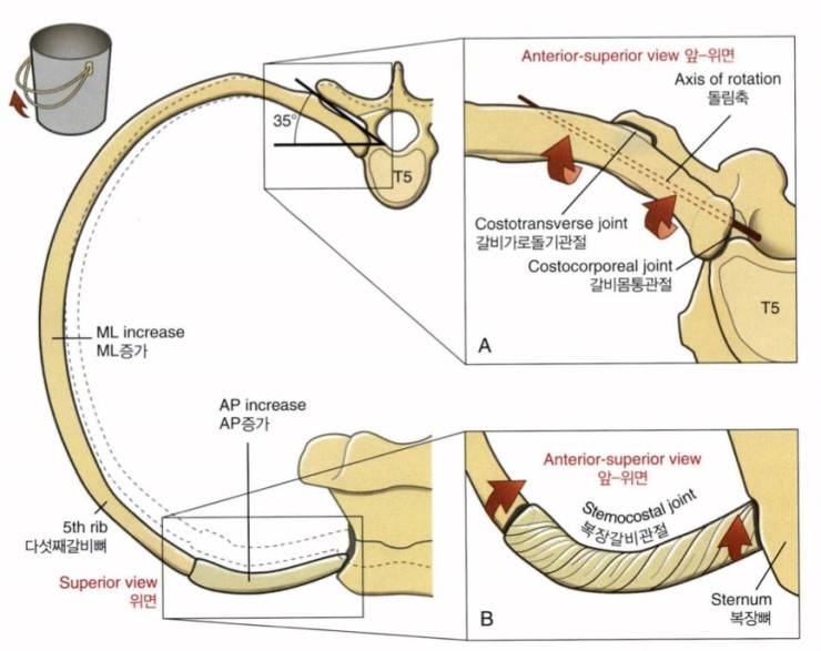 흉추 회전굴곡 증후군/등뼈 돌림굽힘 증후군(thoracic rotation-flexion syndrome) : 네이버 블로그