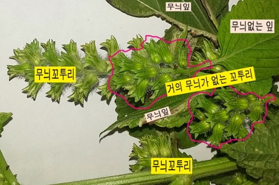 꼬투리걸 이미지