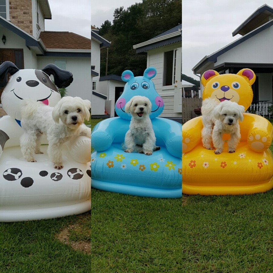 애기몽 이미지