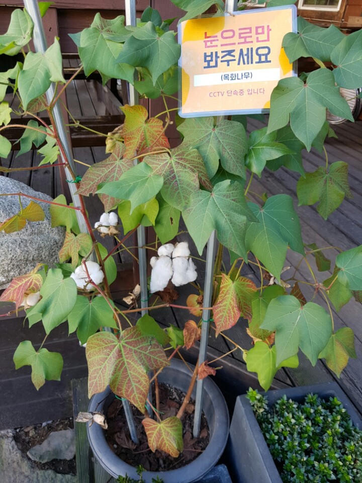 목화숯불갈비 이미지