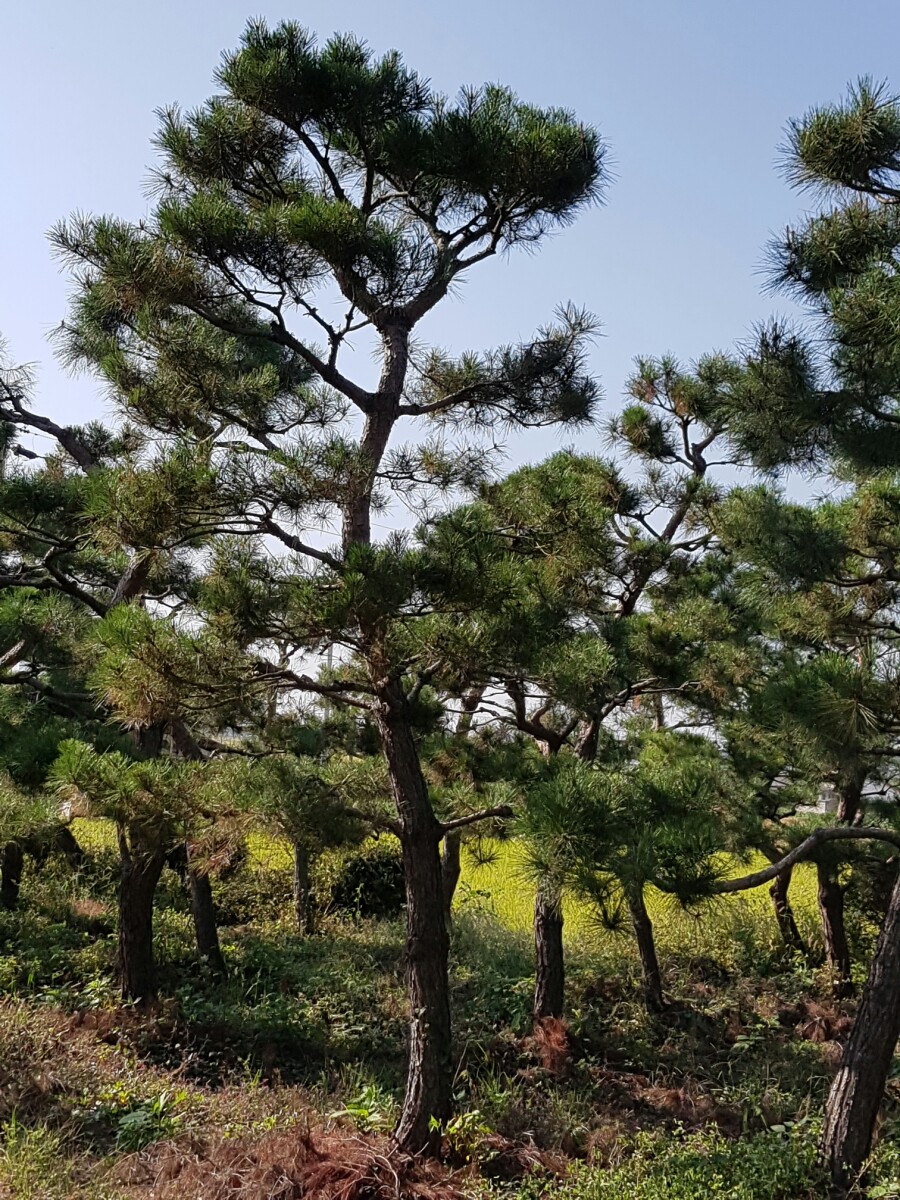 소나무분식 이미지