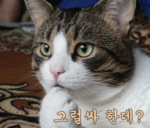 보까보까 이미지