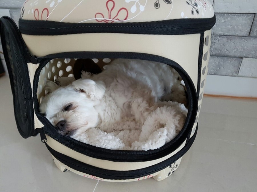 애기몽 이미지