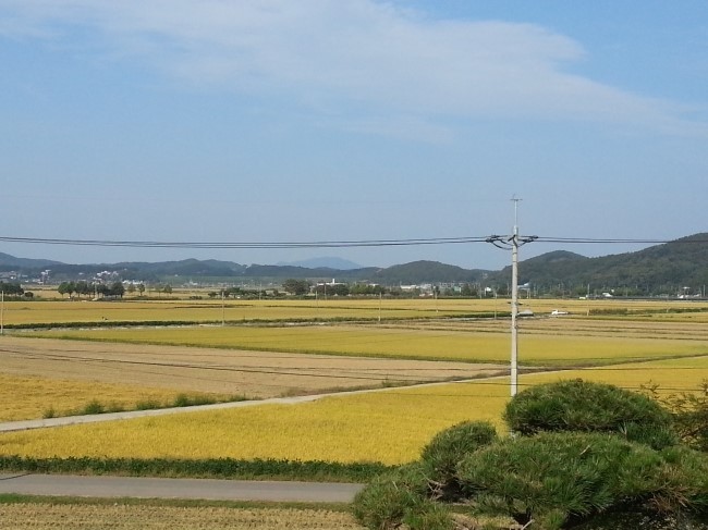 로라스플라워 이미지
