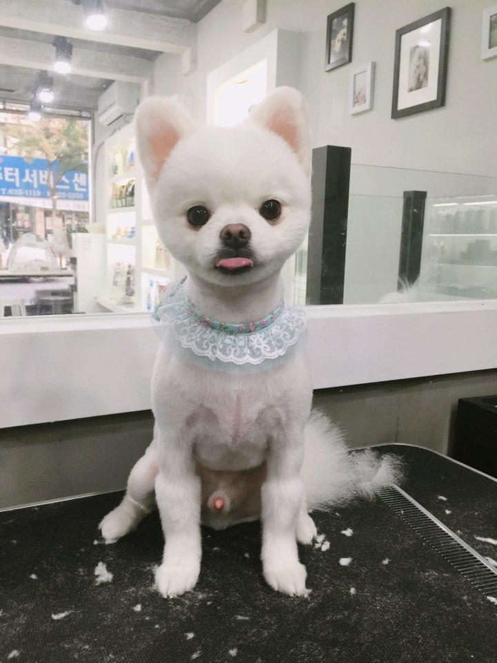 해피하비 이미지