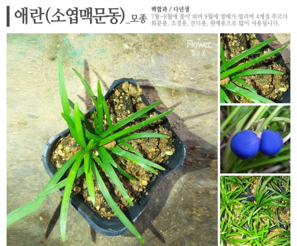애란농원 이미지