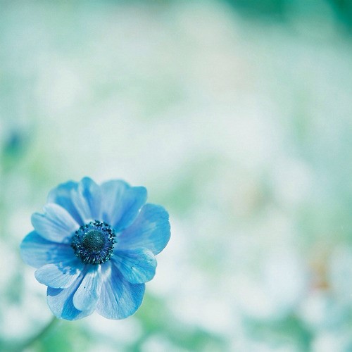 당신은참예쁜꽃 이미지