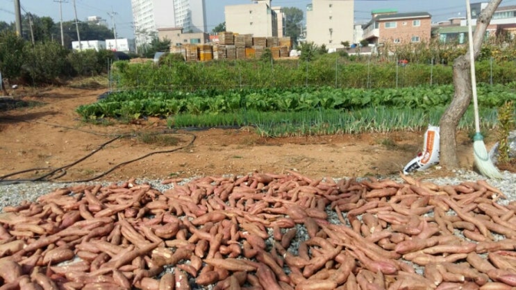 뜰안에오리 이미지
