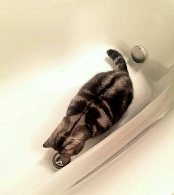 야옹 이미지