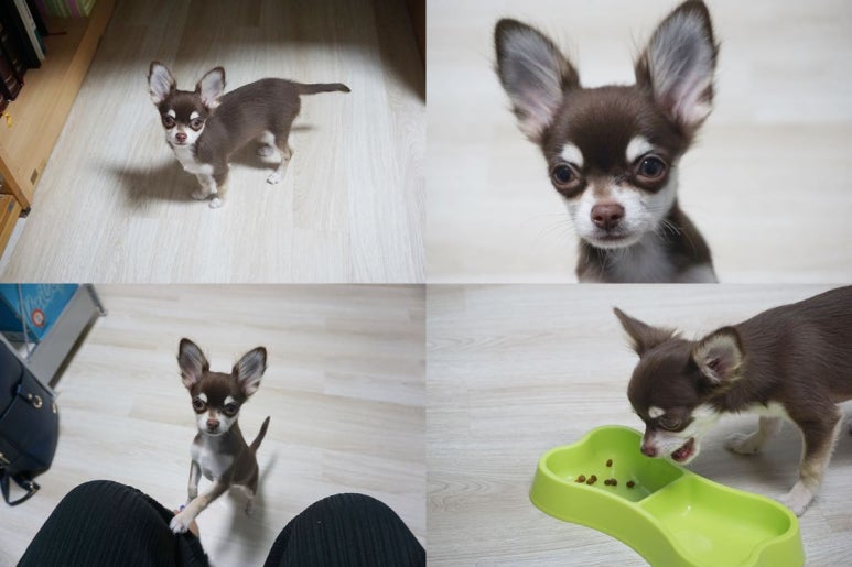 꼬꼬망 이미지