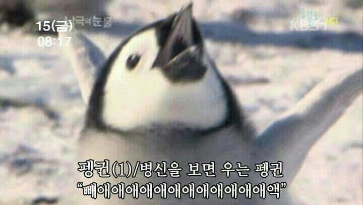 박두박 이미지