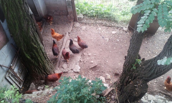 두일막국수 이미지