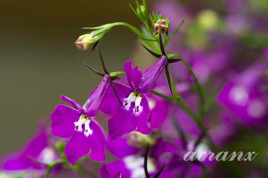 로벨리아(lobelia) 이미지
