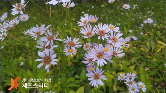 제프스터디 이미지