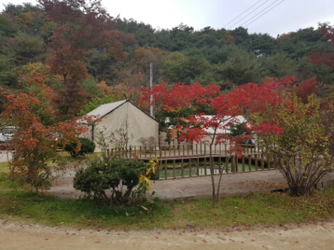 자일랜드 이미지