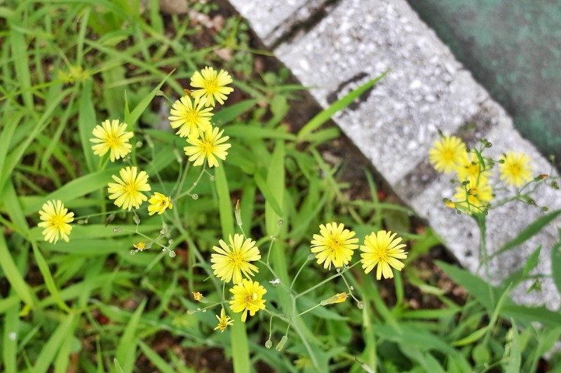 도심산책 이미지
