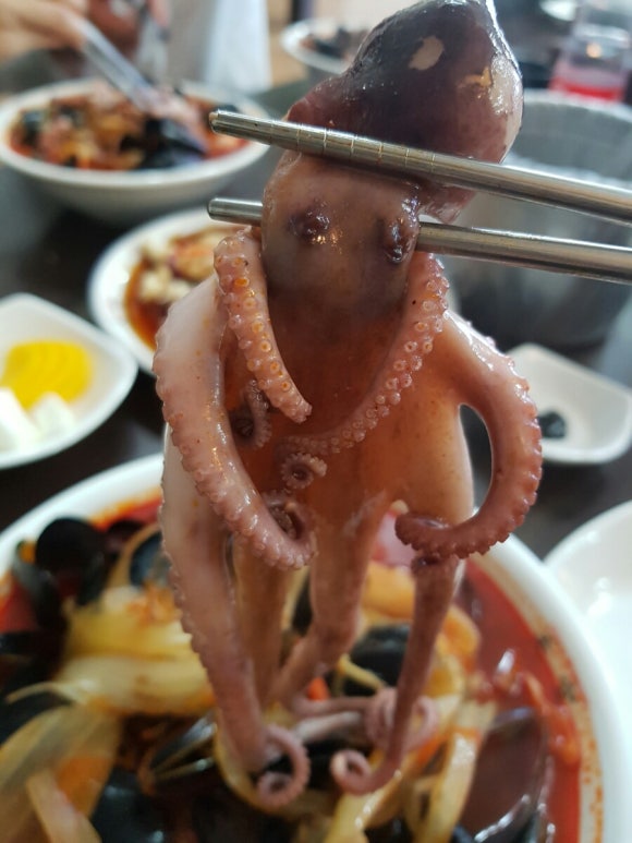 우와한낙지 이미지