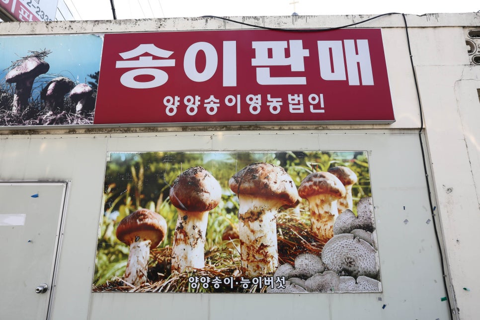 송이향 이미지