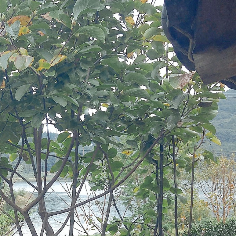 순천만 흙집 이미지