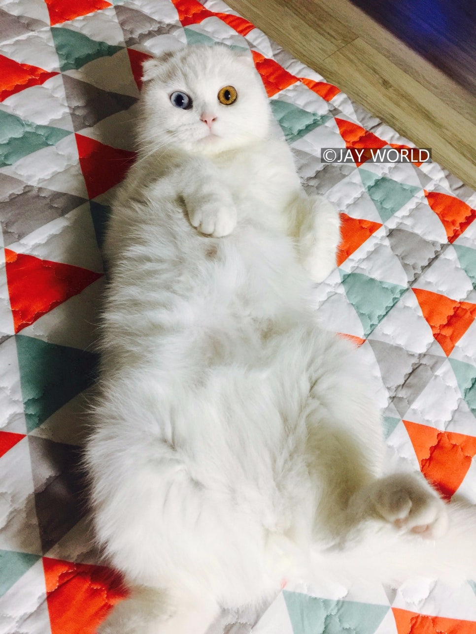 #오드아이 이미지