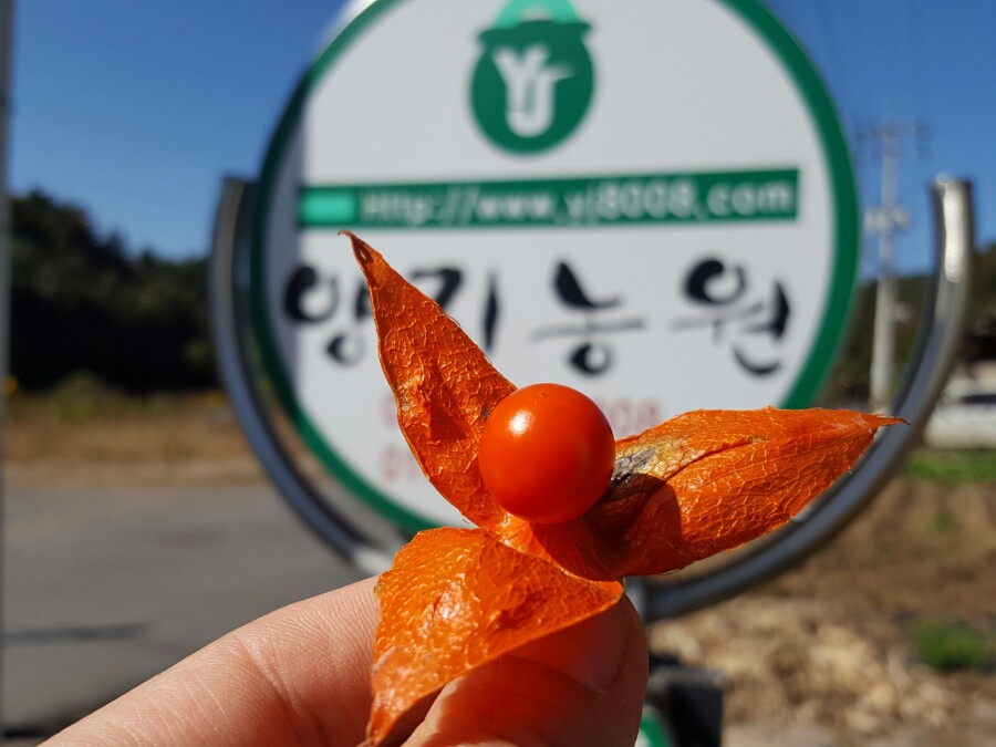양지농산물 이미지