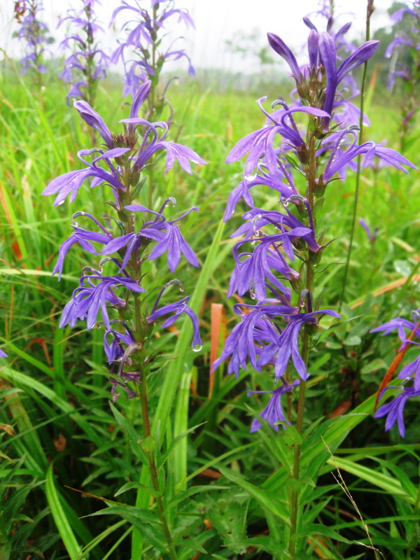 로벨리아(lobelia) 이미지
