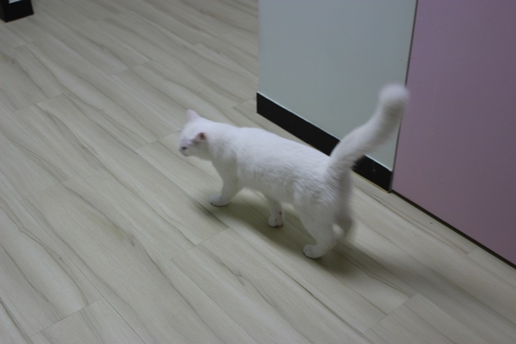 까망하양 이미지