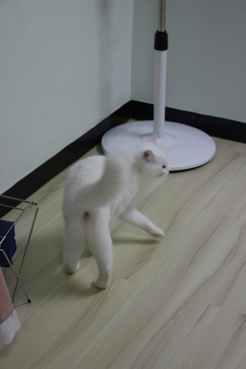까망하양 이미지