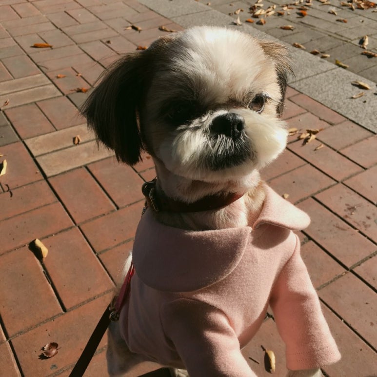 앙두 이미지