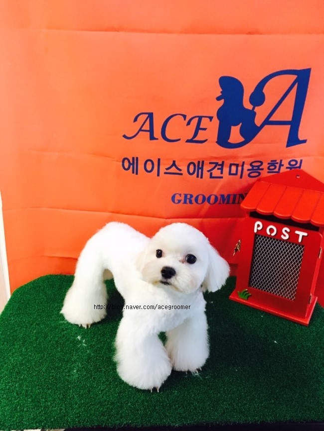 에이스프로샵 이미지