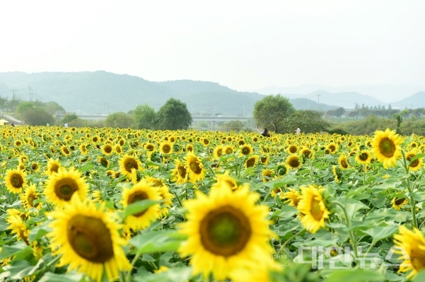 큰장성 이미지