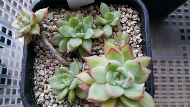 샤론다육 이미지