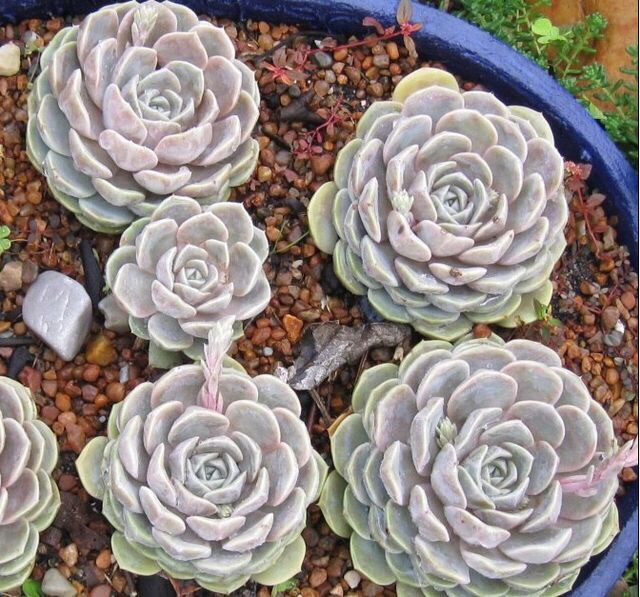 조이버거 이미지