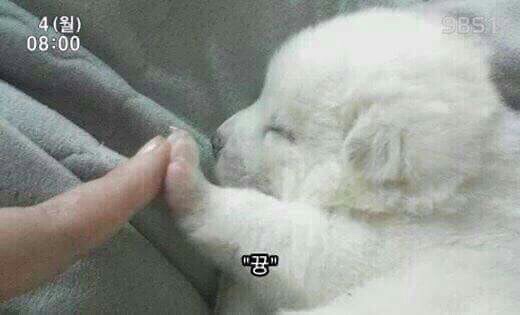 엔젤리 이미지
