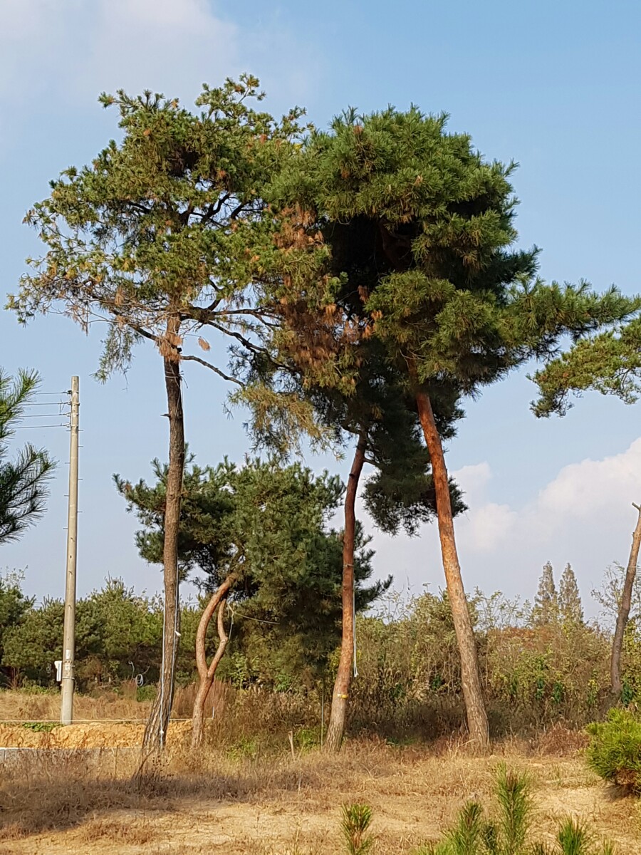 금마조경 이미지