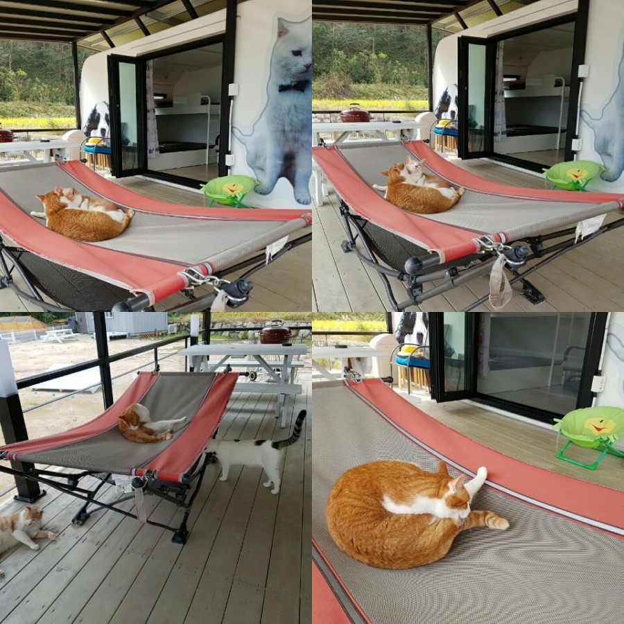 애기몽 이미지