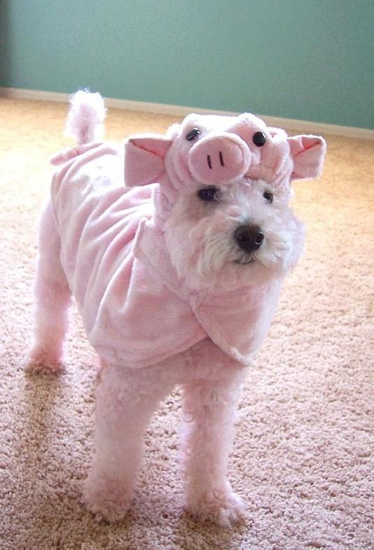복돼지 이미지