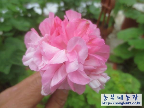 지니(GINY) 이미지