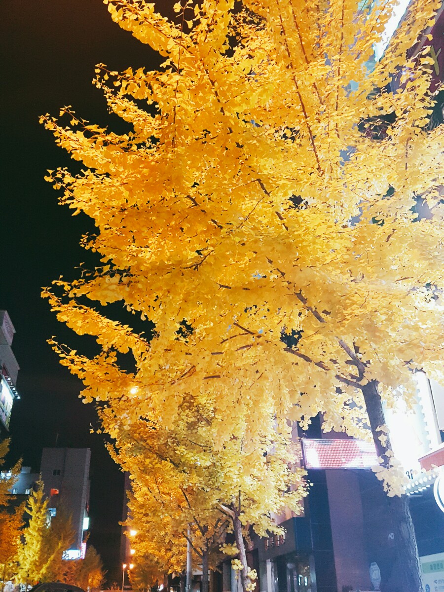 일진정육 이미지