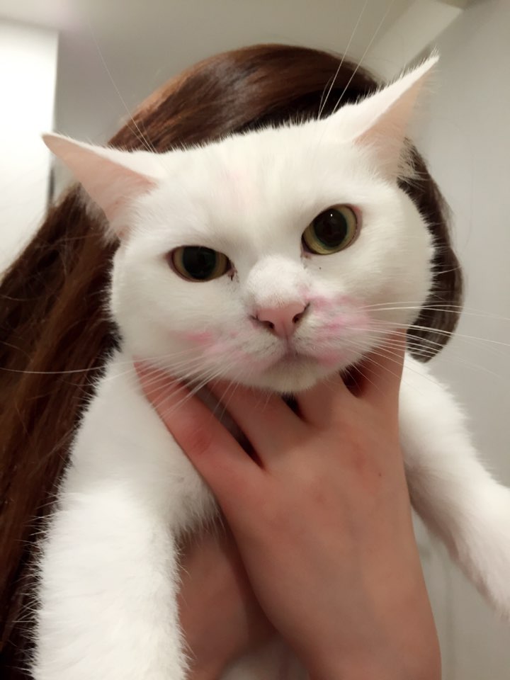 최스시 이미지