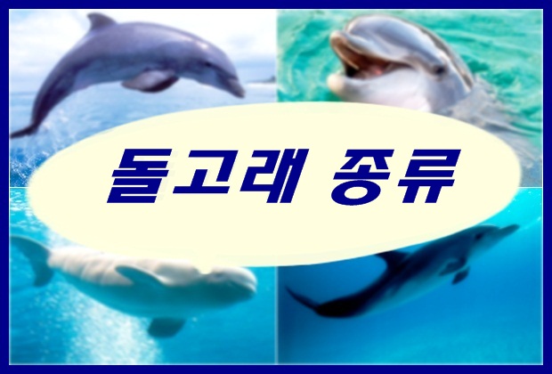 돌고래종류와 특징을 알아보아요. : 네이버 블로그