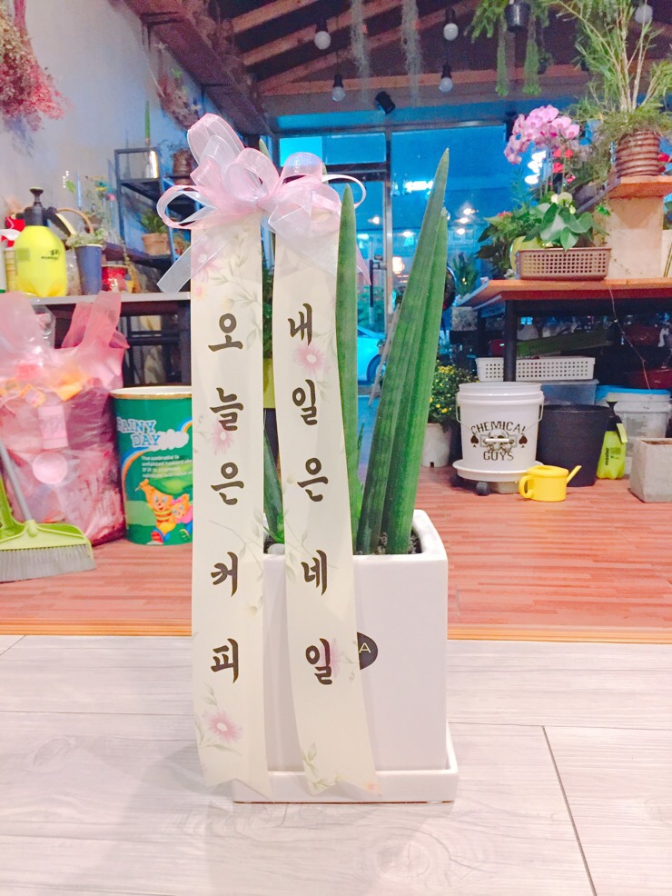 세실리아꽃방 이미지