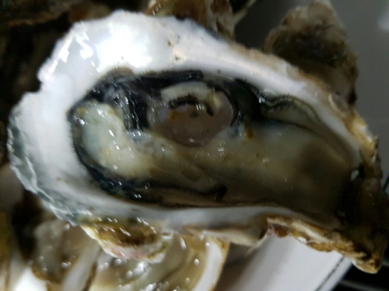 구울래찔래 이미지