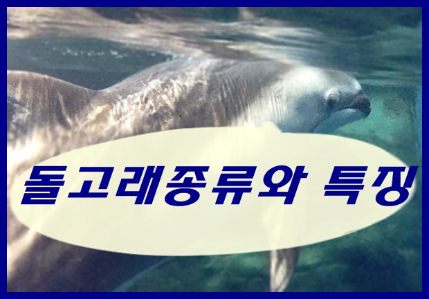 돌고래종류와 특징을 알아보아요. : 네이버 블로그